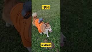 #parrot #앵무새 #대형견 #믹스견 #엄마 허스키 아빠맂드리버