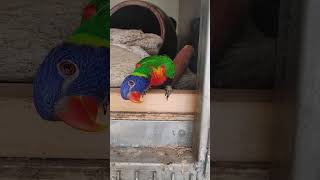 알1개 열심히 잘 품고 있는 오색 청해 앵무새