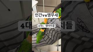 엄마 죠지기 .             #shorts #반려동물 #카이큐 #엄마 #다구리