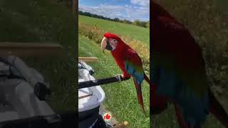 Green wing  macaw #scarletmacaw #macaw #parrot #loving #scarlett #shorts