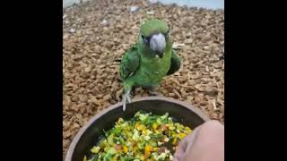 쟈딘 앵무새 생식 먹이 간단하게 만들어 급여하기