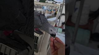 회색앵무 보미가 입양 보호자님과 하루 일과를 마무리하고…