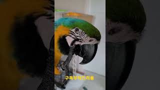 루카 긁적긁적 #shorts