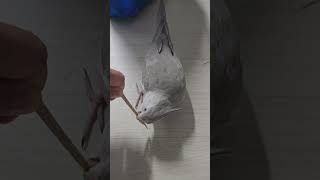 앵무새와 놀아주기 #왕관앵무 #놀이 #사탕수수