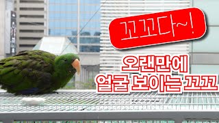 뉴기니아 앵무새 꼬꼬가 살아있어요 ^^