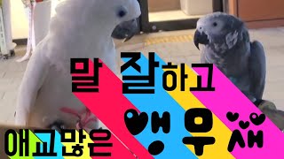 앵무새말도 잘하고 예쁘네요~#부천노다지#노다지#금거래소#금매입#시계수리#주얼리수리길주로288 다운타운빌딩1층 노다지#앵무새