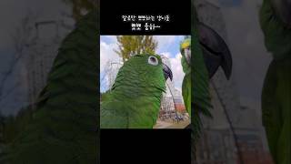 [말하는앵무새]뽀뽀 한번 안해준다고 구박하는 사랑이 #…