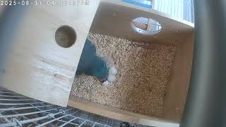 부화-퀘이커 알깨고 나오다