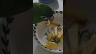 #앵무새 #한스마카우 @ 사과를 편썰기로 해 주면 잘 …