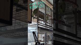 아마존앵무새 태양이 뽀뽀뽀노래실력 #아마존앵무새 #아마…