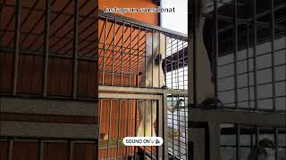 닭 소리 따라하는 엄브렐라코카투