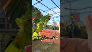 무조건 유턴하는‼️마로 #아마존앵무새 #버드플라잉