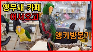프리미엄 앵무새 카페 방문기! 반려조들과 버드라운지 다…