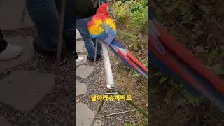 스칼렛마카우 #shorts