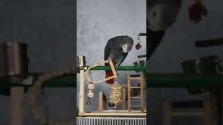 혼자 잘 노는 앵무새들.  #parrot #코뉴어앵무새 #회색앵무 #conureparrot #greyparrots