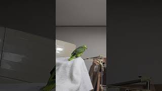 귀농귀촌 앵무새 놀아주기 Playing parrots in returning to farming and rural areas.