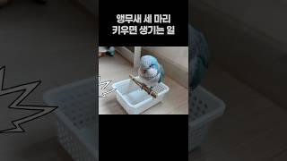 앵무새 세 마리 키우면 생기는 일  퀘이커앵무새 회색앵…