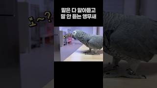 말은 다 알아듣고 말 안 듣는 앵무새 ‍️ 회색앵무 잠바