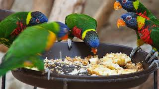 180625 서울동물원 오색앵무 식사시간