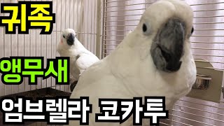 귀족 앵무새 엄브렐라 코카투