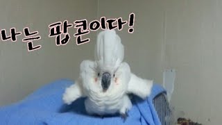 코카투만 할수있는 팝콘모드 앵무새도 하악질 해용♡