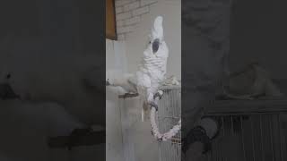 춤추는 코카투 앵무새 "이혼은 싫어 추억이 너무 많아"