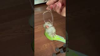 개구진 아이 1 #앵무새 #퀘이커 #parrot #안경#개구쟁이