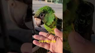 쟈딘앵무새 두리 #shorts