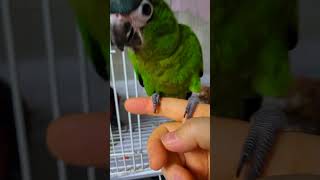 그새 땜빵한 벽지 뜯어가신 모란 어르신. 청금강도 코카…