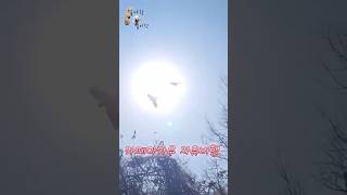 카페마카우 마카우들의 자유비행!!! 진짜 억수로 멋있데…