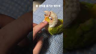 볼 경락을 즐기는 앵무새 #parrot #birds #…