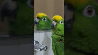 #뭘봐 #누구냐 #어쭈 #말하는앵무새 #아롱이