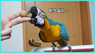 앵무새가 딱딱한 호두를 깔 수 있을까? [청금강, 회색…