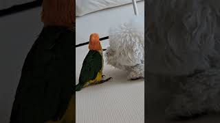 구름이와 둥이의 첫만남 #노랑머리카이큐 #미니비숑