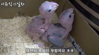 노란머리 카이큐앵무 성장 과정