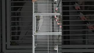 분양 간 듀컵 코카투 근황. 장구를 잘 가지고 놀아요