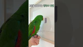 그림을 감상하는 앵무새 반응            #뉴기…
