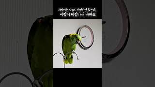 오빠가 좋아하는 노래불러줄게 오빠!! #아랑이 #아마존앵무새 #노래하는앵무새