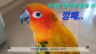 귀여운 앵무새 탈을 쓴 깡패, 썬코뉴어 보리