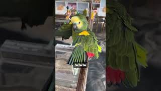 목욕하는 아마존 앵무새 또리 #parrot #birds #birdslover #앵무새 #아마존앵무새