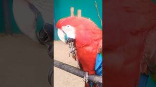 Arara Vermelha - Zoo das Aves