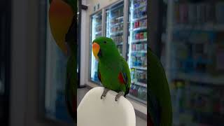 산책하다 편의점 들린 왕자님 #뉴기니아앵무새 #망고젤리왕자님