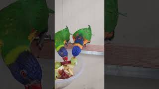 폭군 아마존 암컷과 오색 청해 앵무들(아마존)은 현재 …