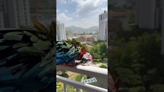 [루카월드] 목욕 후 베란다에서 일광욕 즐기는 할리퀸 …