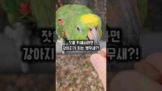 8살 아마존 앵무새의 필살 애교  잣을 위해 강아지로 …