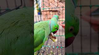 funny Mitthu✅ #parrot #birds