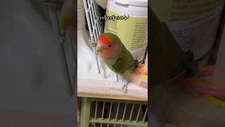 둥가둥가둥가야ㅣ리듬타는 춤추는 앵무새 로또