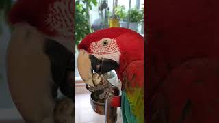 앵무새 홍금강 앵두