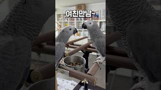 조생 첨으로 맘에드는 여친 만난 앵무새  회색앵무 잠바…