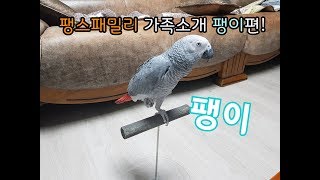 팽스패밀리 가족소개 팽이편! (회색앵무 소개)